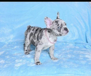 French Bulldog Puppy for sale in LAS VEGAS, NV, USA