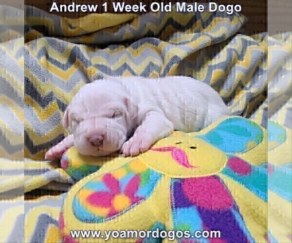 Medium Photo #13 Dogo Argentino Puppy For Sale in JANE, MO, USA