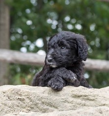Sheepadoodle Puppy for sale in ORRVILLE, OH, USA
