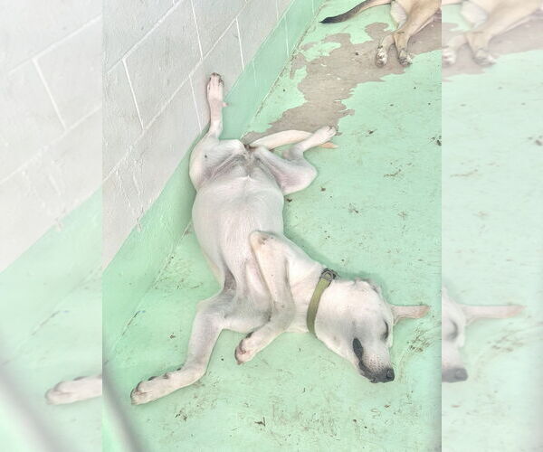 Medium Photo #14 Akbash-Anatolian Shepherd Mix Puppy For Sale in Higley, AZ, USA