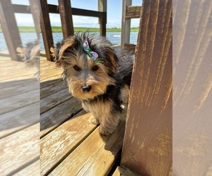 Yorkshire Terrier Puppy for Sale in LANCASTER, Missouri USA