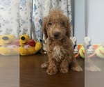 Havapoo puppies - Male Havapoo Puppy for Sale - Photo #4