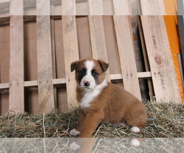 Medium Photo #4 Shollie Puppy For Sale in PENNVILLE, IN, USA