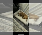 Small #4 American Staffordshire Terrier Mix