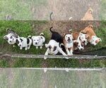 Small #5 Australian Shepherd Mix