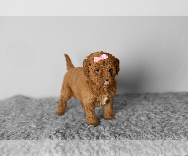 Medium Photo #4 Poodle (Miniature) Puppy For Sale in SHIPSHEWANA, IN, USA
