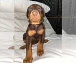 Small Photo #5 Doberman Pinscher Puppy For Sale in BUCKEYE, AZ, USA
