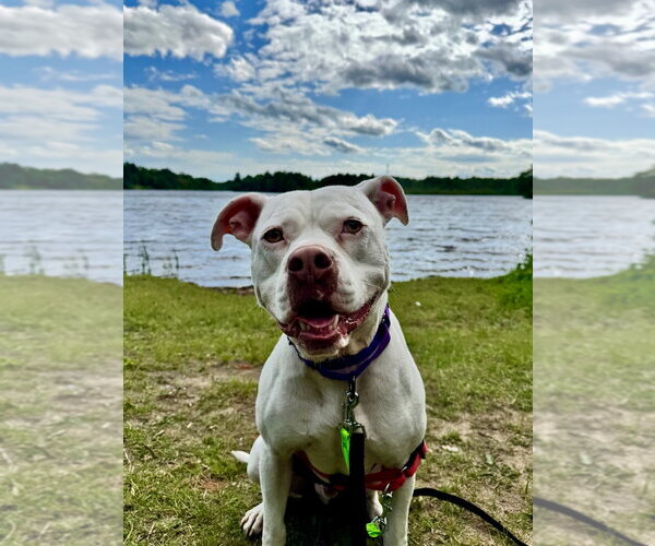 Medium Photo #9 American Bulldog-Unknown Mix Puppy For Sale in Gloversville, NY, USA