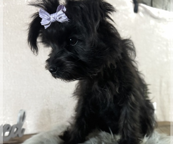 Medium Photo #6 YorkiePoo Puppy For Sale in NAPPANEE, IN, USA