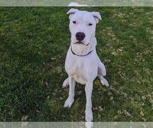 Dogo Argentino Dogs for adoption in San Clemente, CA, USA