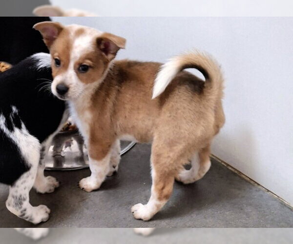 Medium Photo #2 Red Heeler-Unknown Mix Puppy For Sale in Mountain View, AR, USA