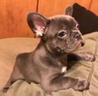 Small Photo #1 French Bulldog Puppy For Sale in SAN LEANDRO, CA, USA