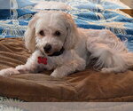 Small Photo #7 Maltipoo (Miniature) Puppy For Sale in San Diego, CA, USA