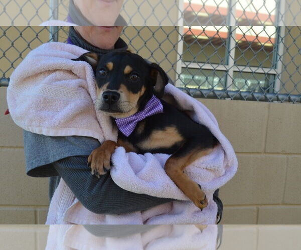 Medium Photo #2 Mutt Puppy For Sale in McKinney, TX, USA