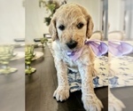 Small #1 Goldendoodle mix (+ Poodle Standard)