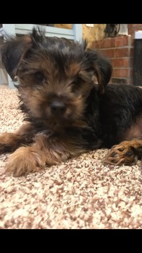 Medium Photo #7 Yorkshire Terrier Puppy For Sale in AMARILLO, TX, USA