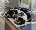 Small Photo #2 Dachshund Puppy For Sale in Shelbyville, TN, USA