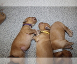 Puppy Purple Golden Retriever