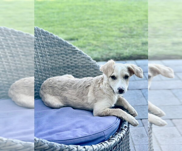 Medium Photo #8 Mutt Puppy For Sale in San Diego, CA, USA