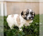 Wendy - Female Zuchon Puppy for Sale - Photo #2
