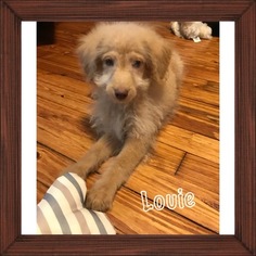 Goldendoodle-Poodle (Standard) Mix Puppy for sale in DANVILLE, IN, USA