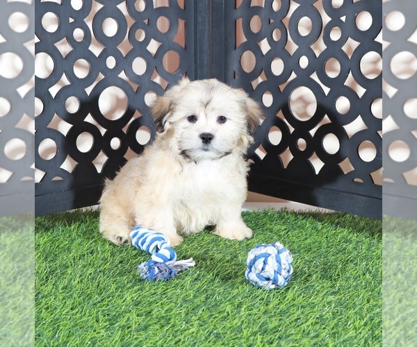 Medium Photo #1 Shorkie Tzu Puppy For Sale in MOUNT VERNON, OH, USA