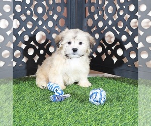 Shorkie Tzu Puppy for sale in MOUNT VERNON, OH, USA