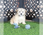 Pumpkin - Male Shorkie Tzu Puppy for Sale - Small photo