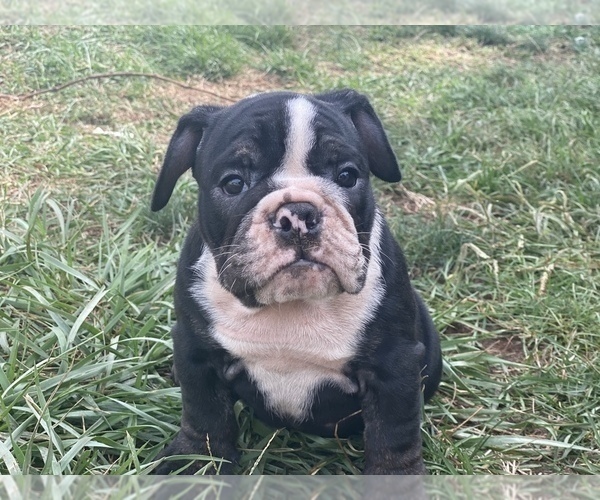 Medium Photo #3 English Bulldog Puppy For Sale in HAMDEN, CT, USA