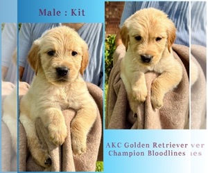 Golden Retriever Puppy for sale in SUGAR LAND, TX, USA