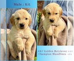 Image preview for Ad Listing. Nickname: Kit