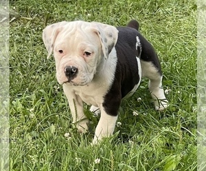 Medium Olde English Bulldogge