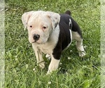 Small Photo #1 Olde English Bulldogge Puppy For Sale in NEW LONDON, IA, USA