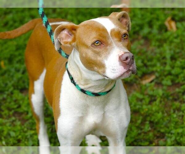 Medium Photo #1 American Staffordshire Terrier-Unknown Mix Puppy For Sale in Tallahassee, FL, USA