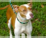 Small American Staffordshire Terrier Mix