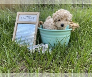 Maltese-Poodle (Toy) Mix Puppy for sale in LITHIA, FL, USA