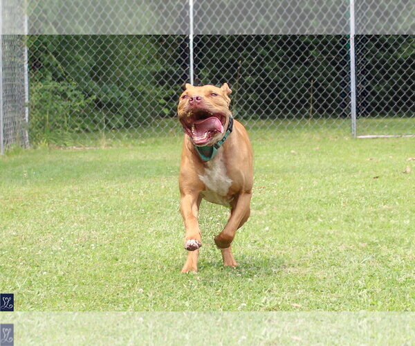 Medium Photo #6 American Pit Bull Terrier-Unknown Mix Puppy For Sale in Lockport, NY, USA