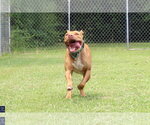 Small #5 American Pit Bull Terrier Mix