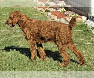 Father of the Goldendoodle puppies born on 11/19/2021