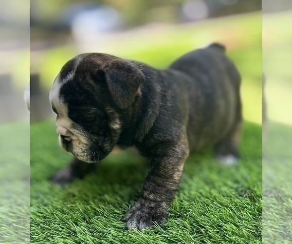 Medium Photo #16 Bulldog Puppy For Sale in STOCKBRIDGE, GA, USA