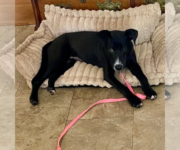 Medium Photo #3 Labrador Retriever-Unknown Mix Puppy For Sale in Canton, CT, USA