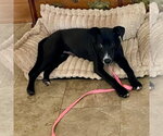 Small #2 Labrador Retriever Mix
