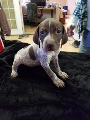 German Shorthaired Pointer Puppy for sale in SOMERSET, TX, USA