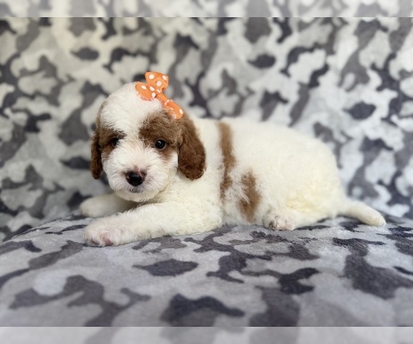 Medium Photo #7 Cavapoo Puppy For Sale in LAKELAND, FL, USA