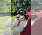 Small Photo #3 Cavalier King Charles Spaniel-Cavapoo Mix Puppy For Sale in HAMPTON, VA, USA