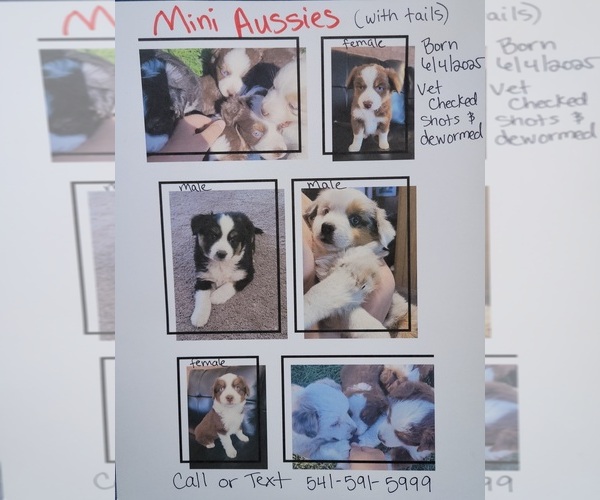 Medium Photo #1 Miniature Australian Shepherd Puppy For Sale in BEND, OR, USA