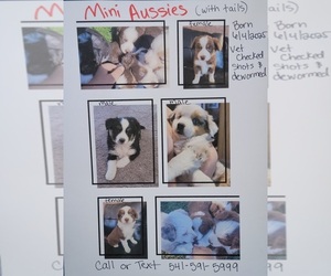 Miniature Australian Shepherd Puppy for sale in BEND, OR, USA