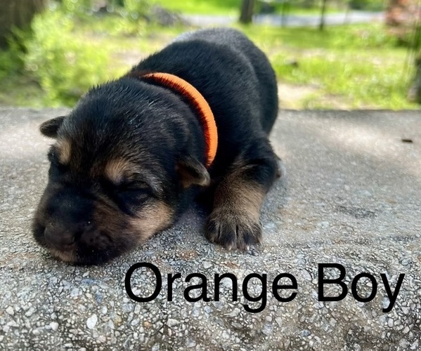 Medium Photo #8 German Shepherd Dog Puppy For Sale in BRANDON, MS, USA