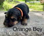 Small #7 German Shepherd Dog