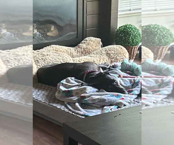 Medium Photo #3 Boxador Puppy For Sale in Dana Point, CA, USA